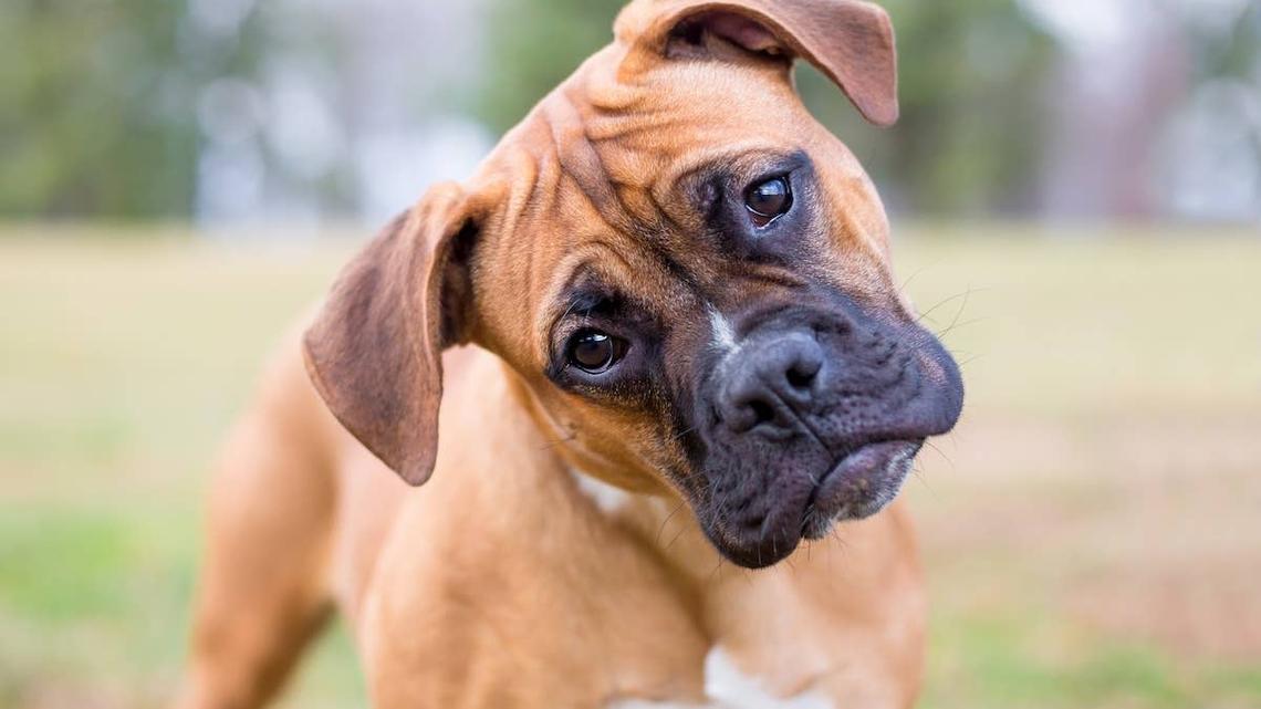 Boxer Dog Has Big Feelings About Human Baby Getting Burped 
