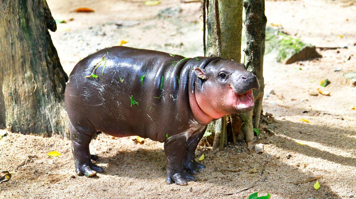 Baby hippopotamus standing.