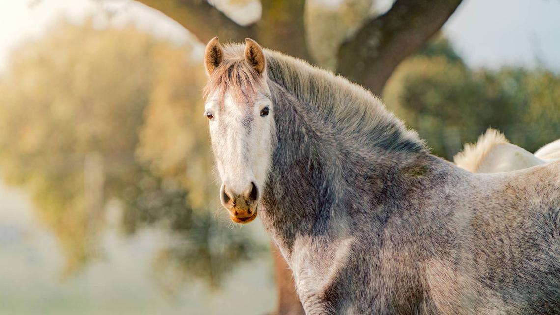 Horse's Gentle Goodbye to Senior Husky Before Her Final Farewell Has People in Tears 