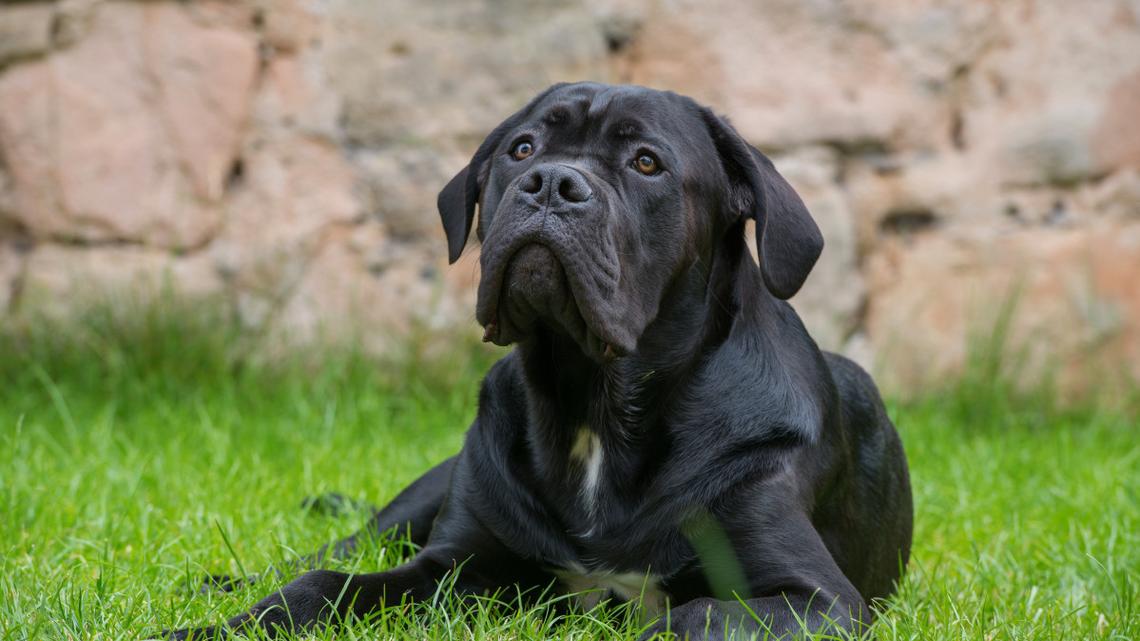 'Handsome' Cane Corso Acts Like a Human Ordering Coffee at the Counter 