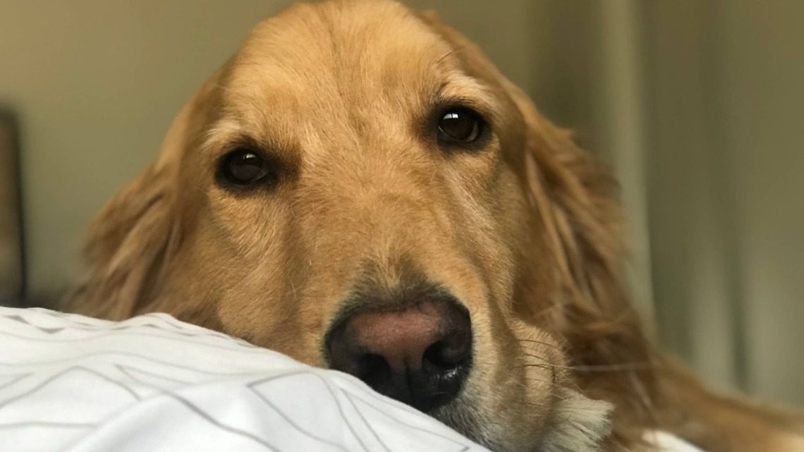 Golden Retriever's Jealous Reaction to Mom's Foot Massage Is Comedy Gold 