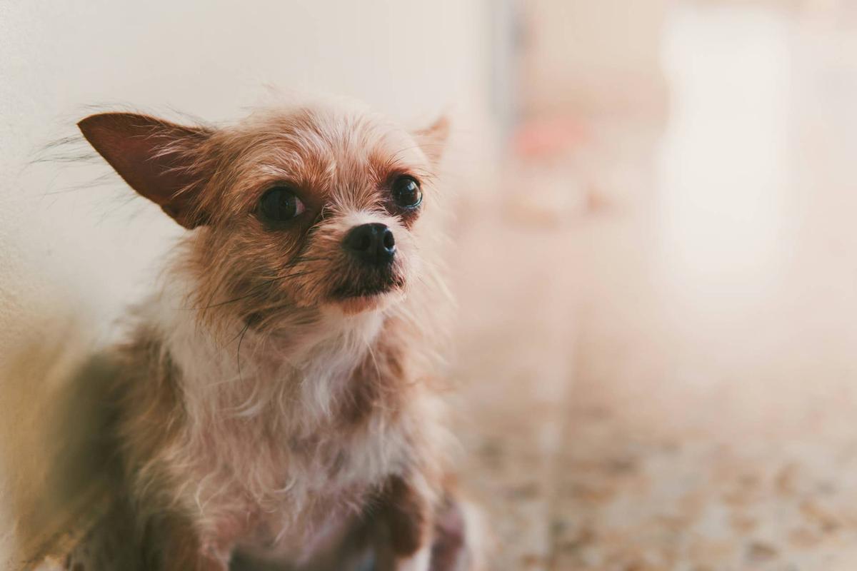  Senior small dog Image via Shutterstock/Toeizuza Thailand.