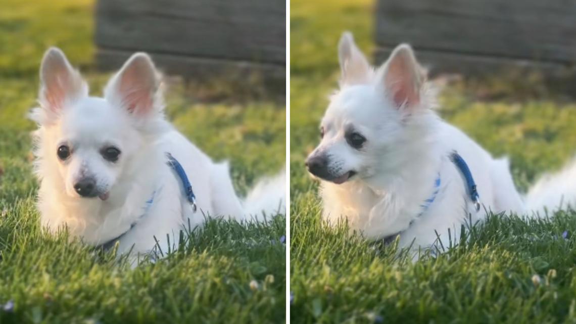 Owner Takes Healthy Dog To Be Euthanized, Reason Why Has Everyone Outraged 