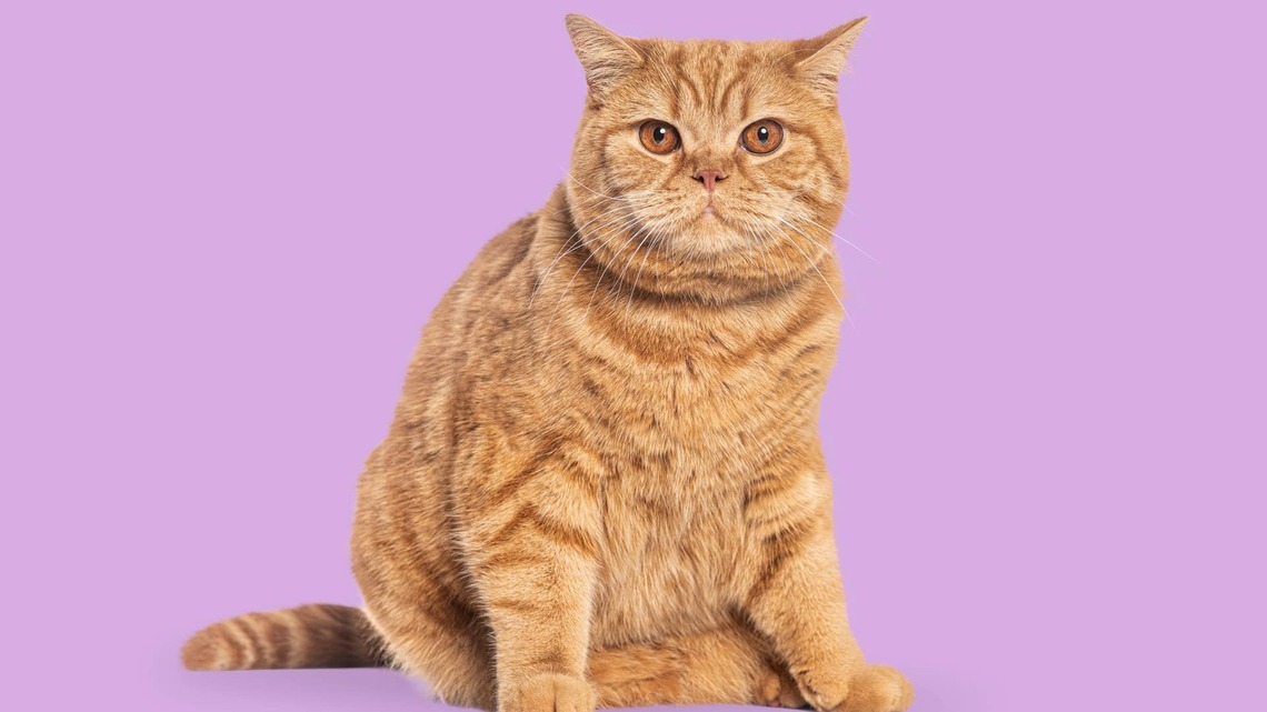 Orange Cat Forms What Might Be the Most Perfect 'Bread Loaf' We've Ever Seen 