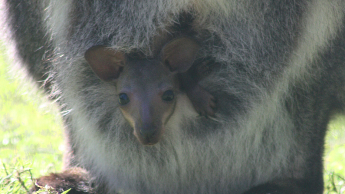 Wallaby joey pops head out of pouch for first time this spring