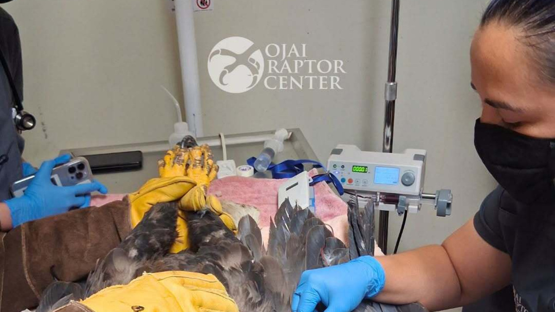 As Jackie the bald eagle fights for life, her doctors face harassment 