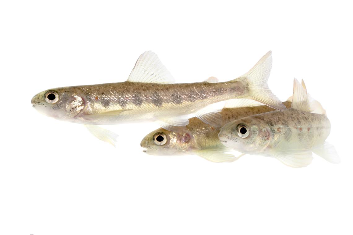 An undated photo provided by Jörgen Wiklund shows young Atlantic salmon. Scientists in Sweden wanted to see how salmon in the wild reacted to pollution from cocaine. (Jörgen Wiklund via The New York Times) -- NO SALES; FOR EDITORIAL USE ONLY WITH NYT STORY SLUGGED SALMON COCAINE IMPACT BY ANNIE ROTH FOR APRIL 20, 2026. ALL OTHER USE PROHIBITED. --