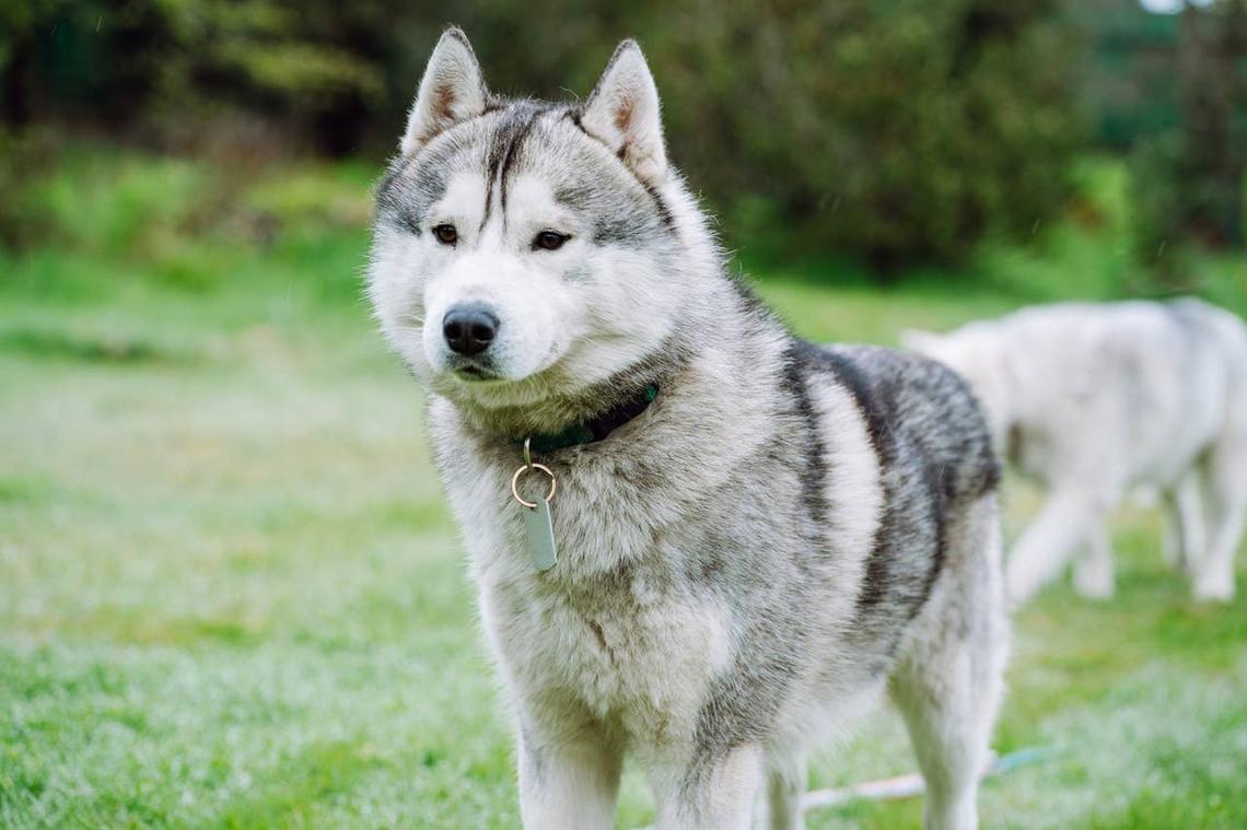  A large outdoor-loving dog on a walk. 
