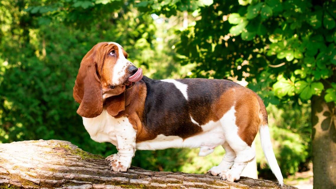'Absolute Unit' of a Basset Hound Shows up at Doggy Day Care and Everyone's in Love 