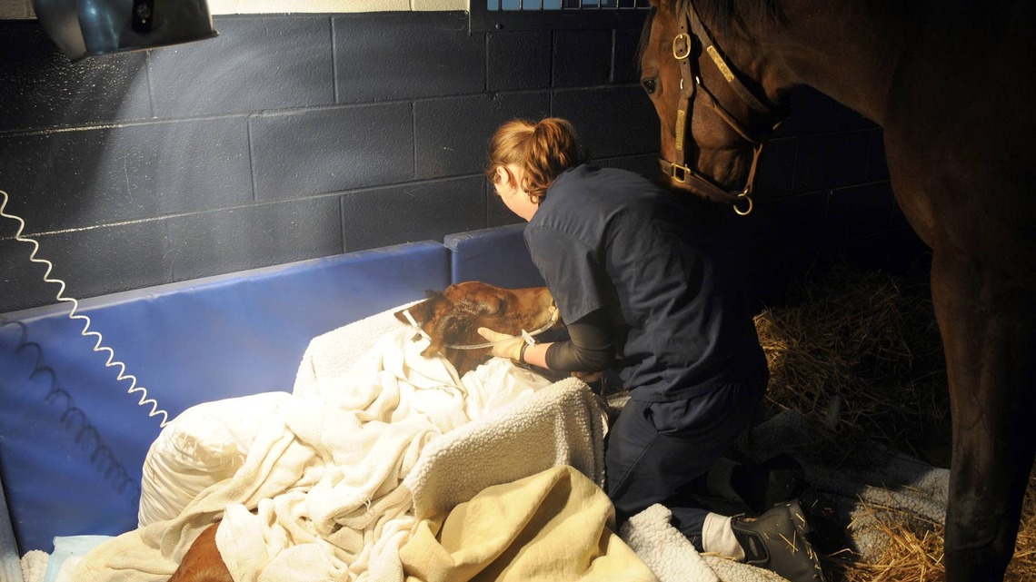 Research Aims To Give Foals A Better Chance Against Serious Infection 