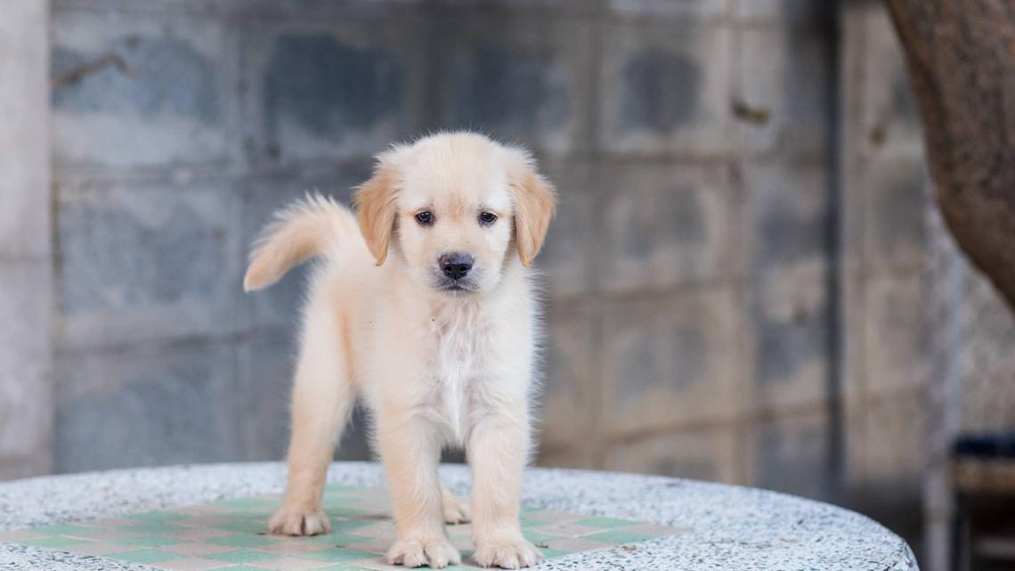 This Golden Retriever Tried to Stretch but Everything Went Hilariously Wrong 