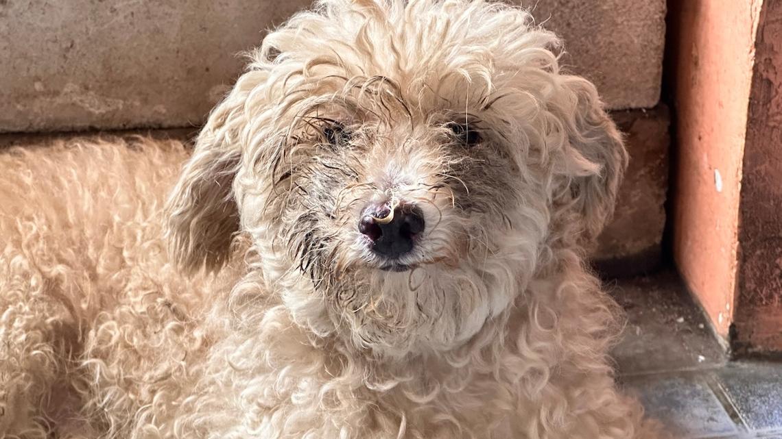Poodle Mix Emerges From Backyard Looking Like Nature Personally Attacked Her 