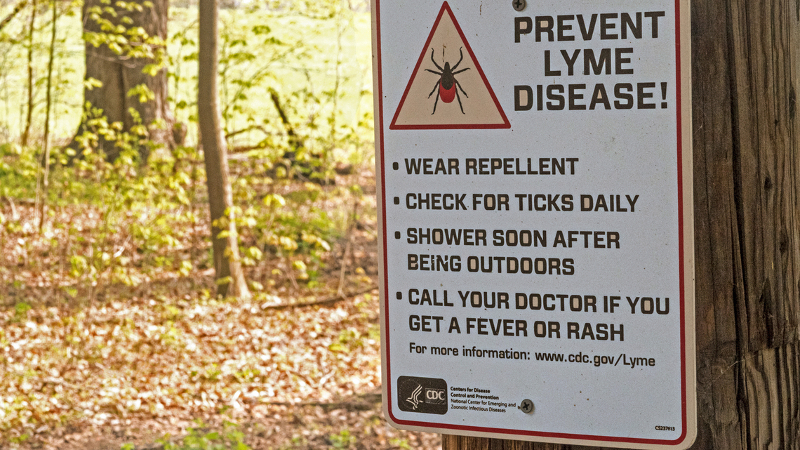 Mice may drive Lyme disease more than deer 