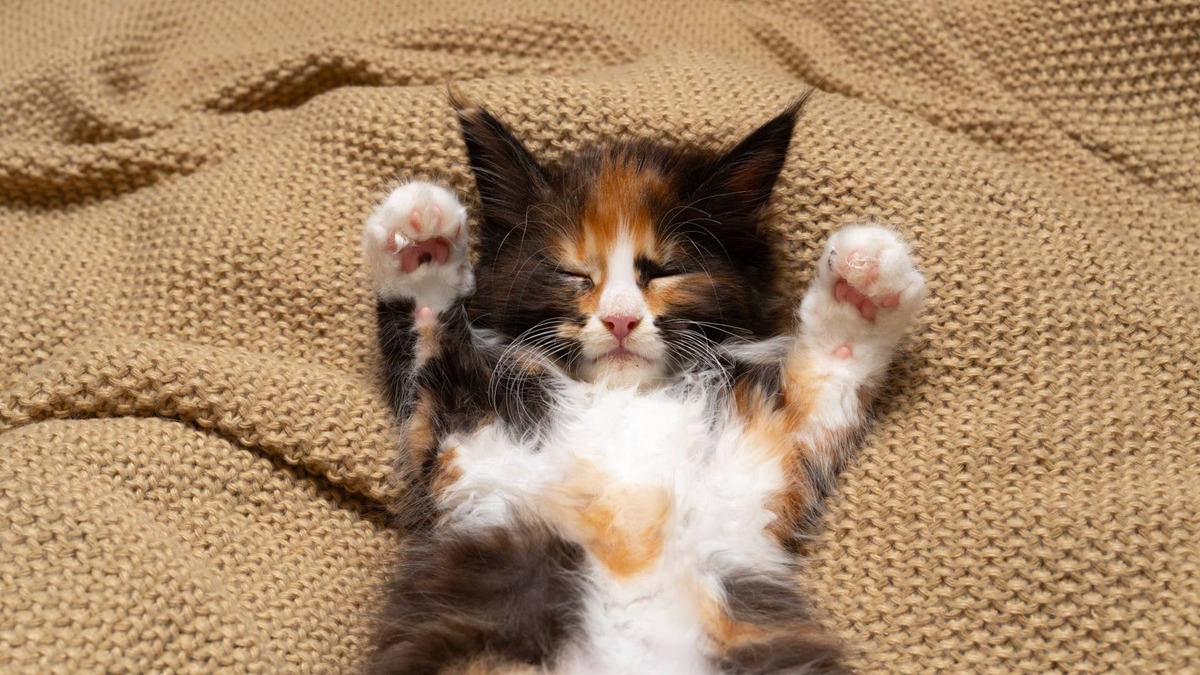 Precious Kitten Who Looks Just Like a 'Fluffy Caterpillar' Is So Cute, People Can't Take It