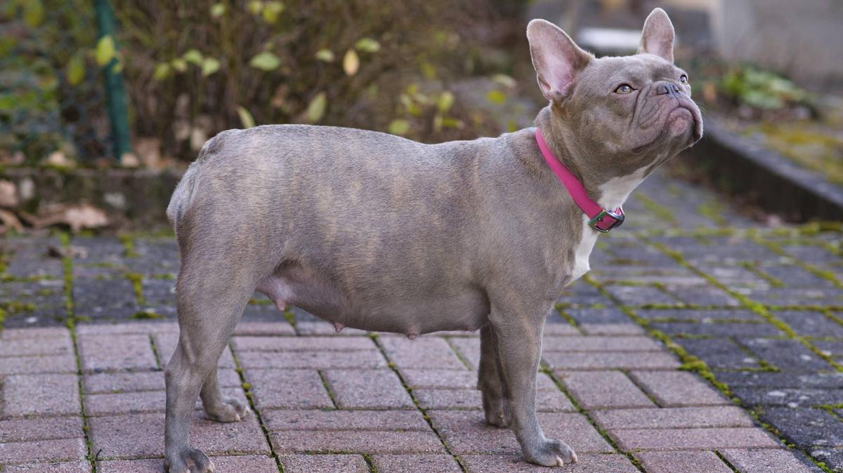pregnant French Bulldog.