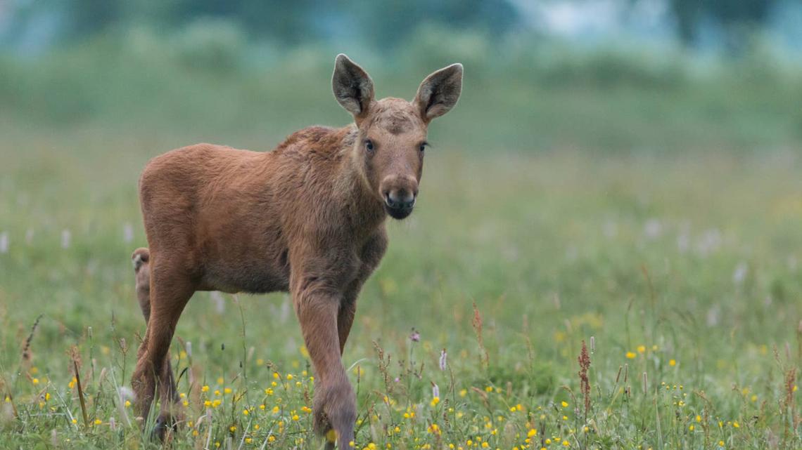 Baby moose. 