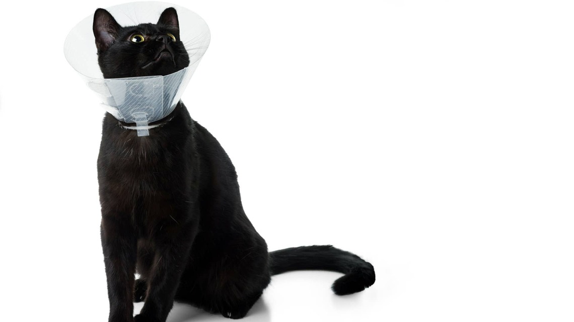 3 Black Cats Get Fixed on the Same Day and Come Home Looking Like Matching Lamps 