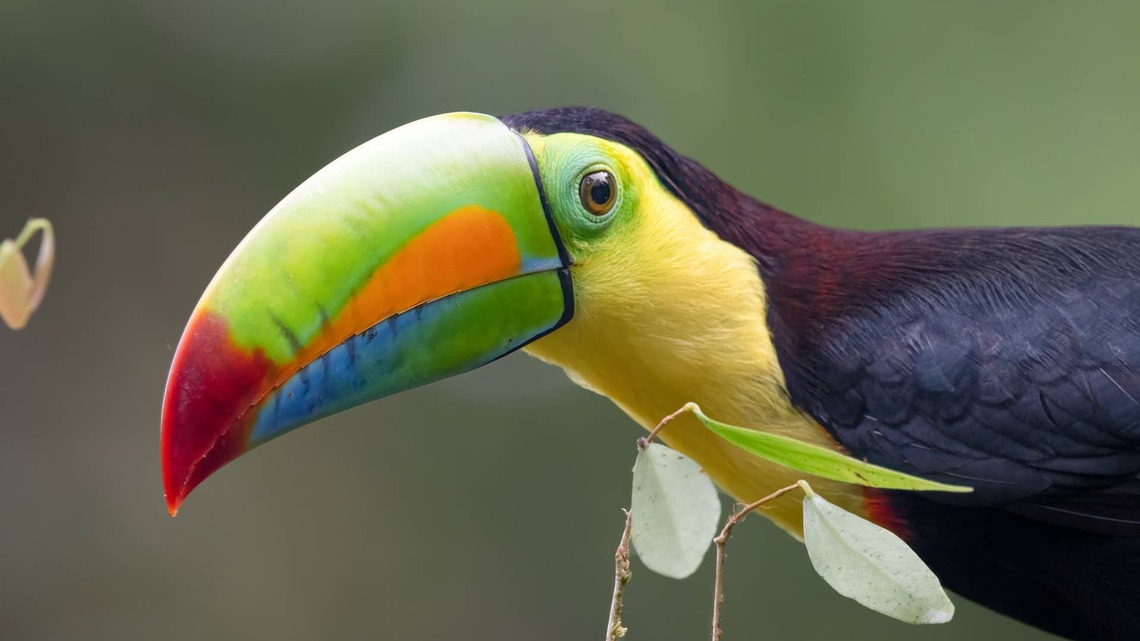 Toucans Sipping on a Smoothie at Their Sanctuary Offer a Rare Glimpse at Their Bizarre-Looking Tongues 