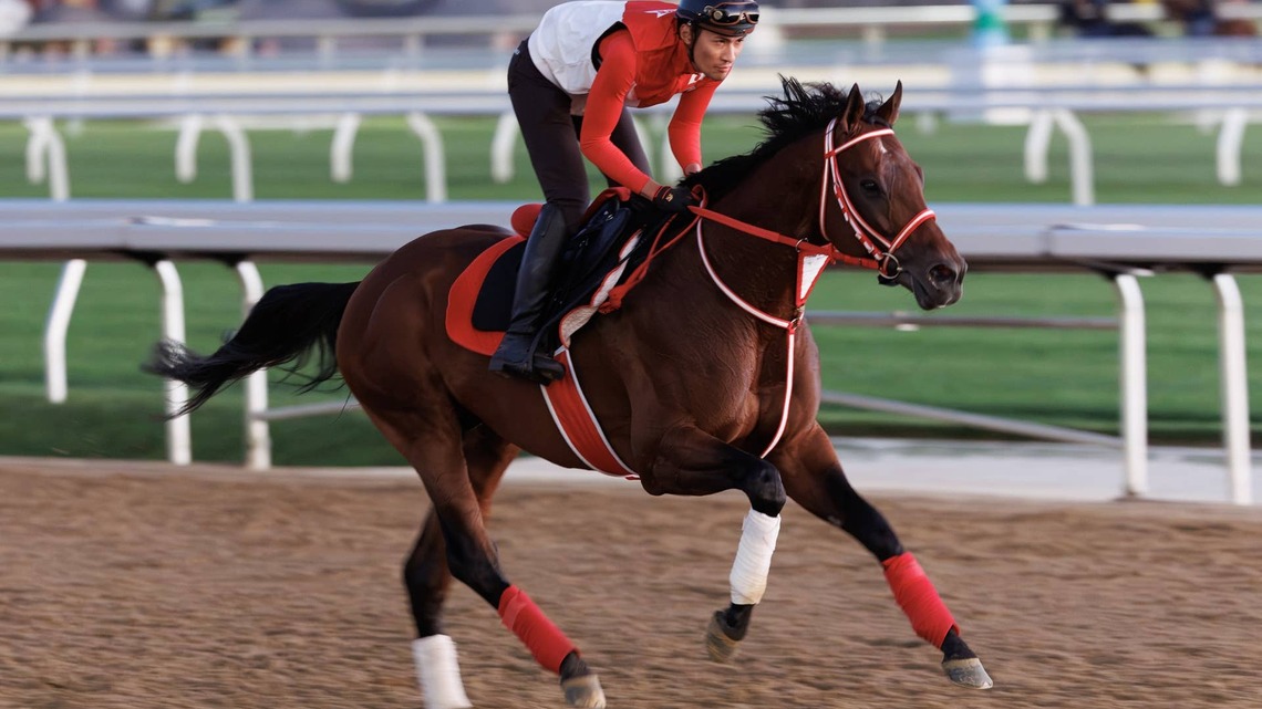 'He's Very Happy': Forever Young Visits Belmont Main Track Ahead Of JCGC Bid 