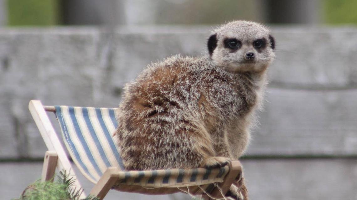 Meerkat sitting on a tiny chair.