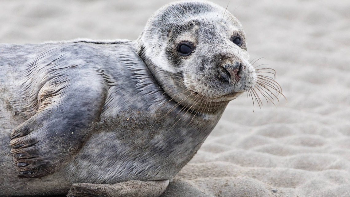 Tiny Sunbathing Baby Seal Is the Moment of Zen You Need Today 