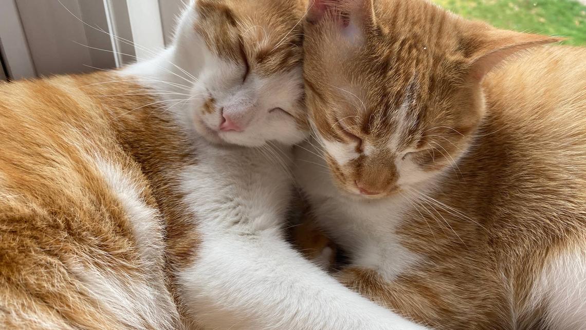These Smart Cats Figured Out a Hack for Treats, and We Can't Stop Laughing 