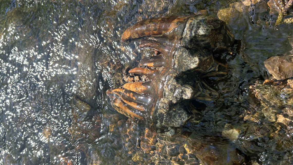 Rare Ice Age mastodon tooth discovered in Bay Area creek