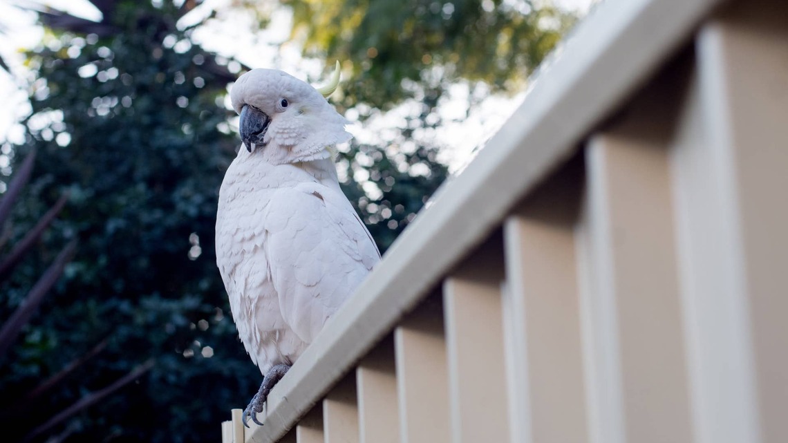 Cockatoo Strongly Objects to Hummingbirds in the Yard and Isn't Afraid To Let Them Know 