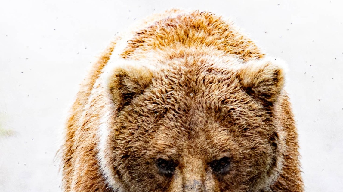 This Enormous Brown Bear Looks Right Into the Camera-and It's Giving People Chills 