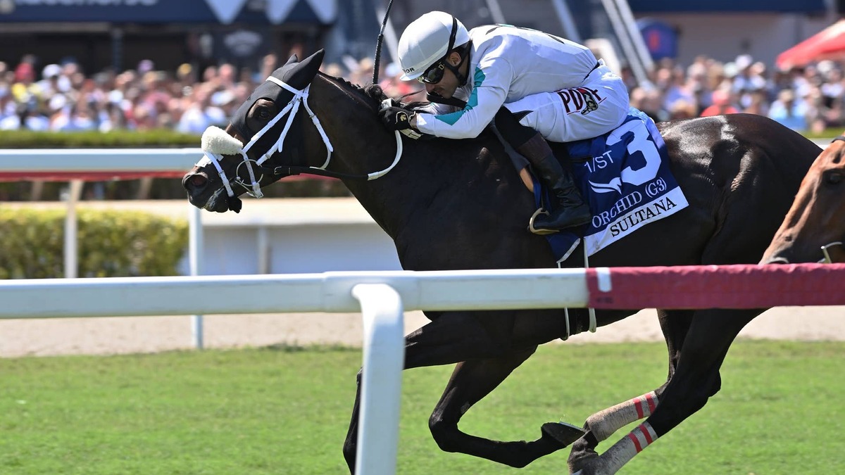 Woodbine-Based Sultana Takes On Seven Rivals In E.P. Taylor Stakes
