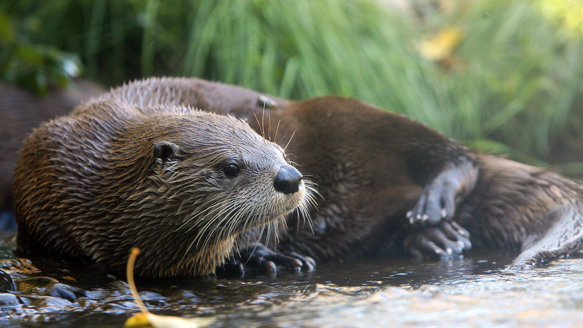 California river otter suffers brain injury in car strike 