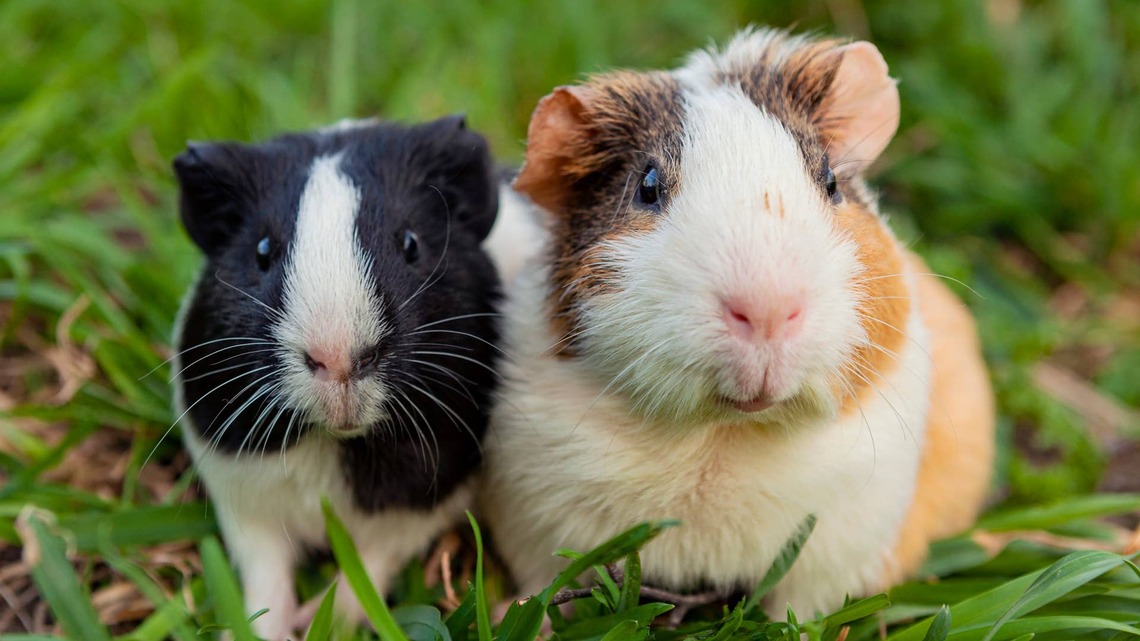 Guinea Pigs Doing Absolutely Nothing Special Somehow Make the Cutest Video Ever 