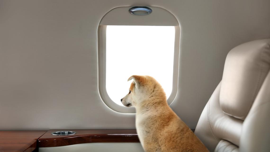 This Rescue Pup Just Handled an 8-Hour Flight to Portugal Better Than Most Humans 