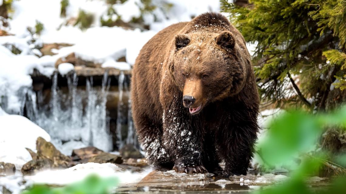 Banff's Most Famous Grizzly Bear Named 'The Boss' Seen Emerging From Hibernation in Rare Video 