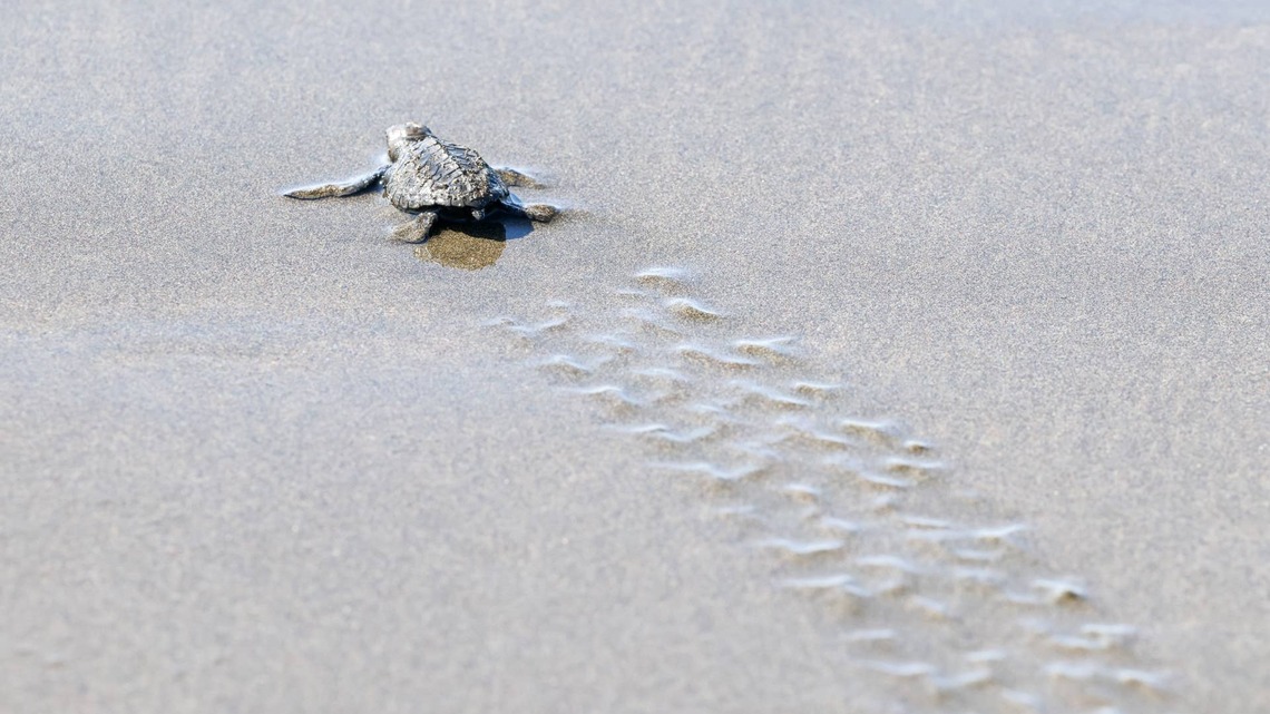 Man Cheering on Tiny Sea Turtle to the Ocean Is Pure Joy 