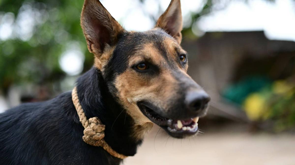 Shepherd mix dog outside. 