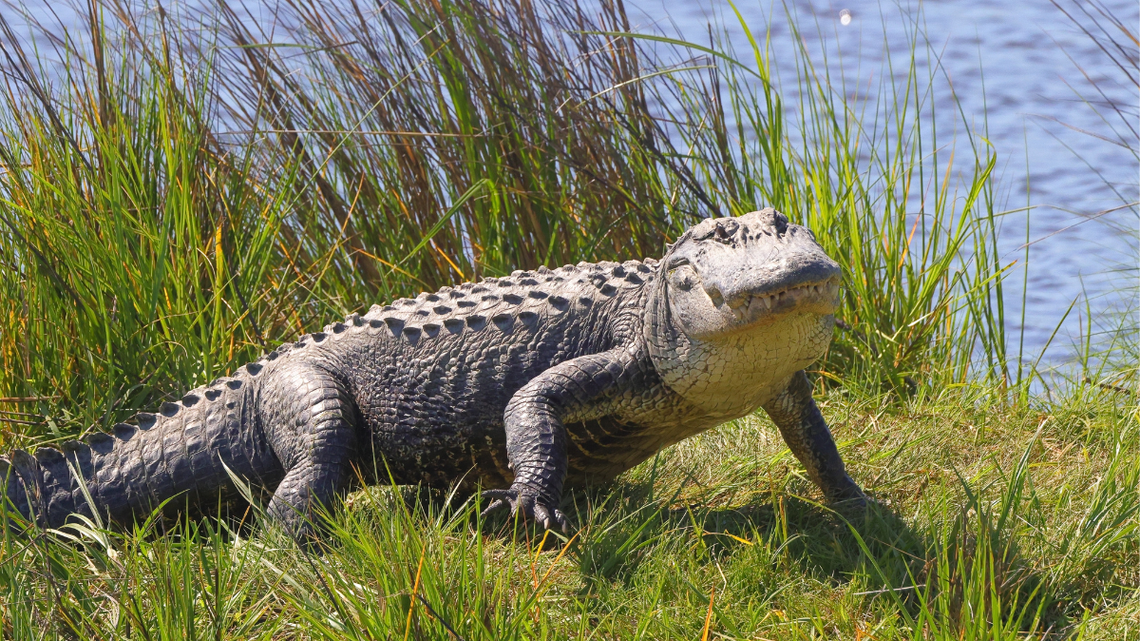 Massive Alligator Strolls Across Florida Golf Course as Terrified Players Look On 
