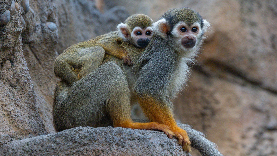 Baby Guianan squirrel monkey grows stronger every day 