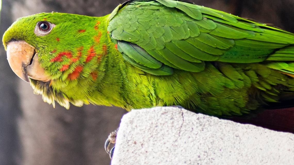 Rescue Conure Sweetly Reacts to Water Like He's 'Back in the Rainforest'