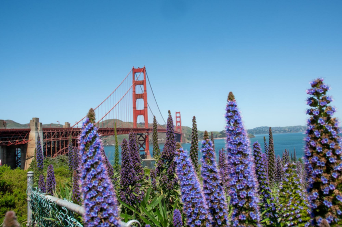  The Golden Gate Bridge looking through Veronica Longifolia Flowers at Fort Point. Photo credit: Phylicia Stitzel 
