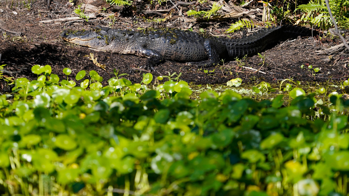 Alligator kills Winter Garden 71-year-old who was fishing on shore