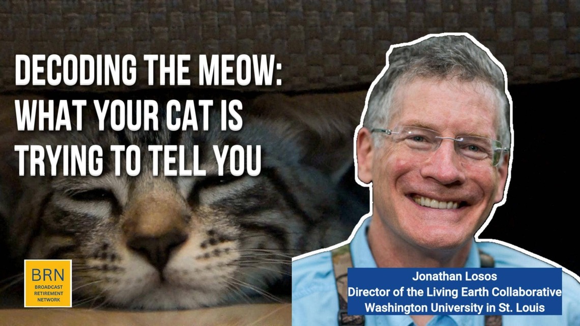 Decoding the Meow: What Your Cat Is Trying To Tell You