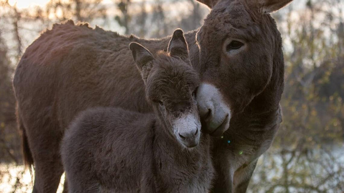 A donkey affectionately cuddling with her foal.