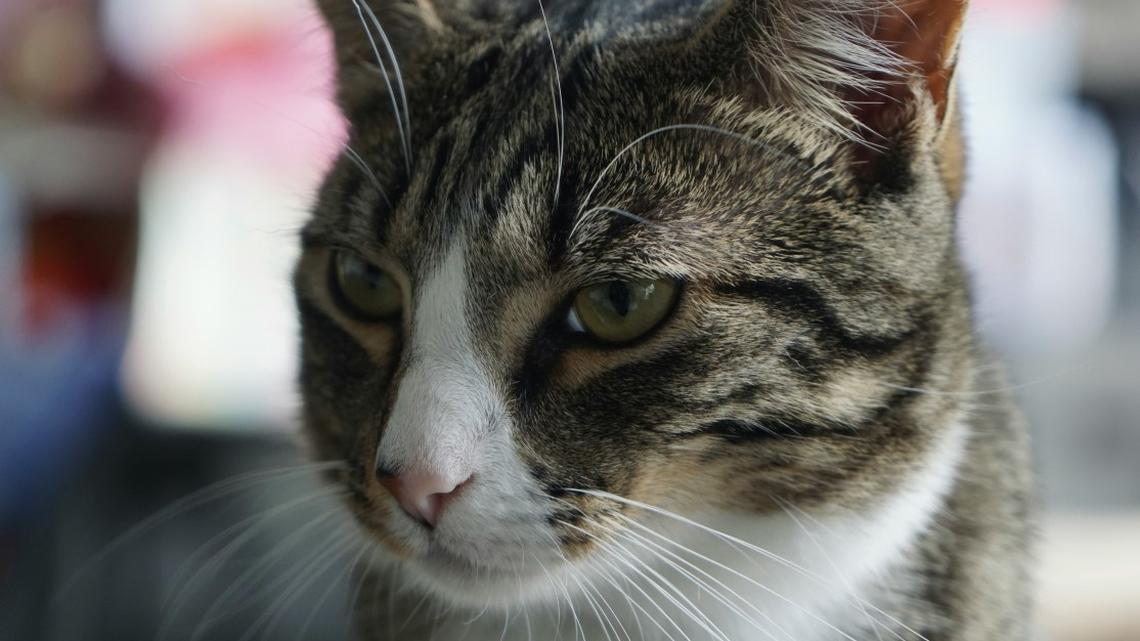 Cats Chirping in Anticipation of Picking Up Grandparents at the Airport Is Just Too Good 