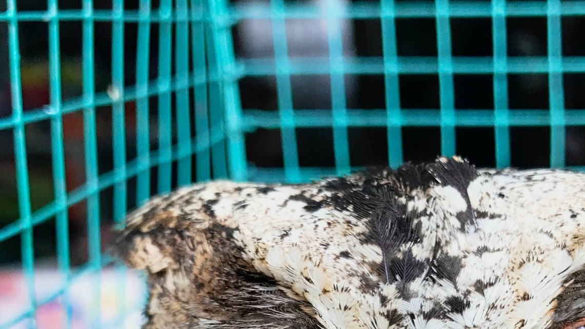 Tired Owl Falling Asleep During Breakfast Is All of Us on a Monday Morning 