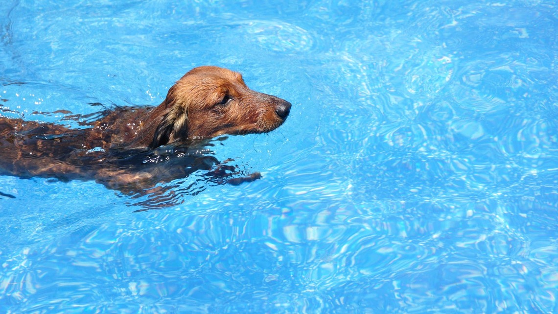 Mini Dachshund Goes From Terrified of the Pool to a Total Belly Flop Expert 