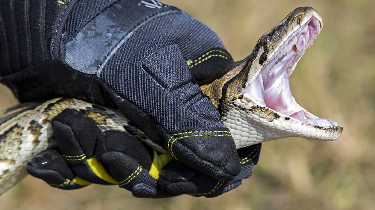 Python incentives and education specialist, Robert Edman, with the Florida Fish and Wildlife Conservation Commission, demonstrates how to catch a python during an event promoting the Florida Python Challenge 2020 Python Bowl on Dec. 5, 2019. (Al Diaz/Miami Herald/TNS)
