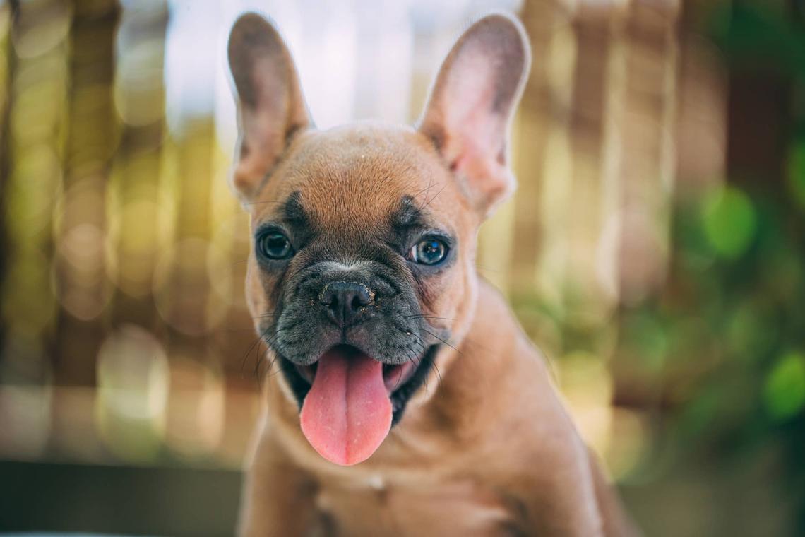  Close-up of a happy French Bulldog outside. 