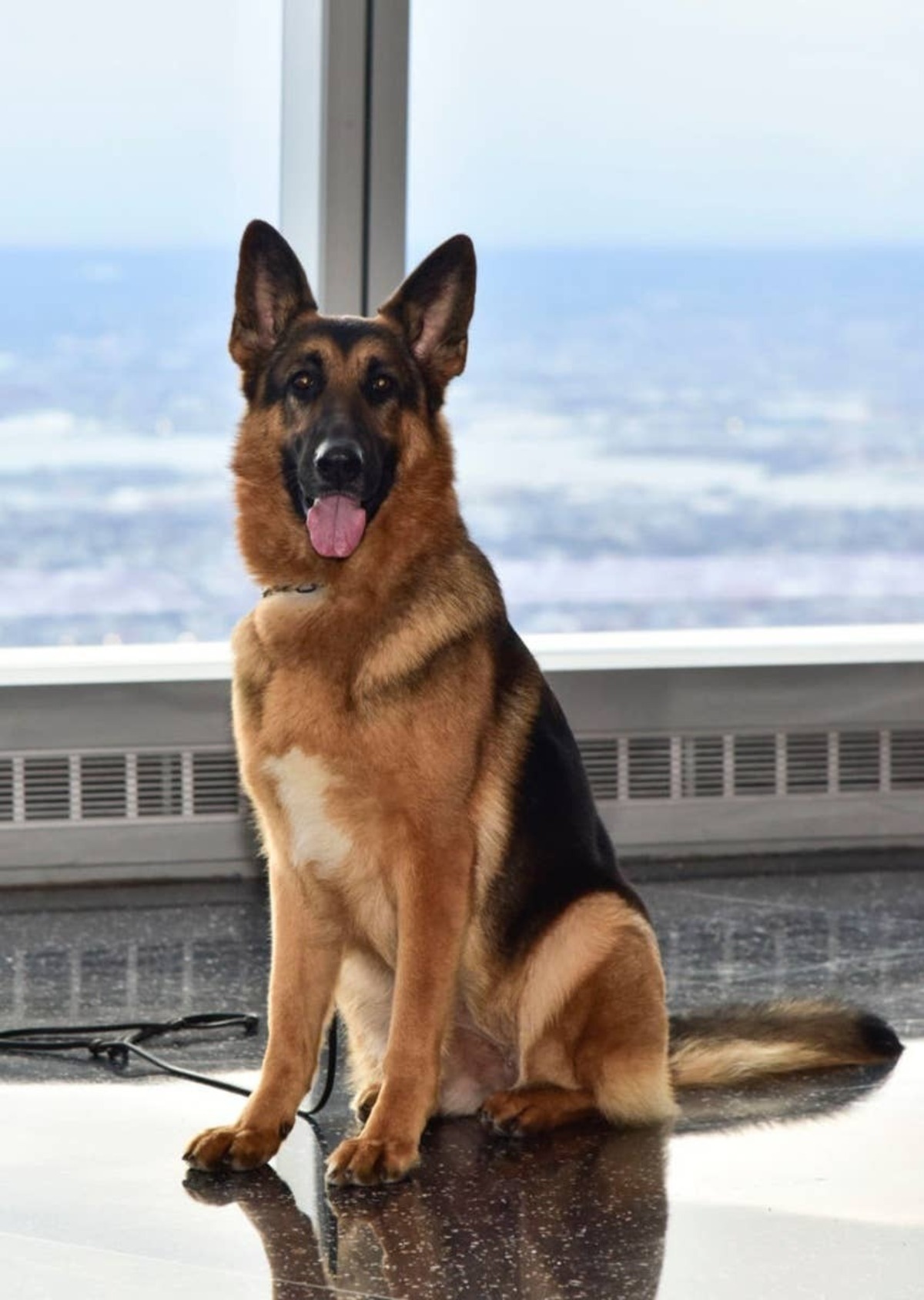  German Shepherds are a protective and intelligent city-friendly guard dog.