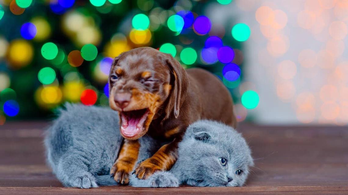 This Dachshund Puppy's Unexpected ‘Booty Attack' on Siamese Cat Has Viewers Losing It 